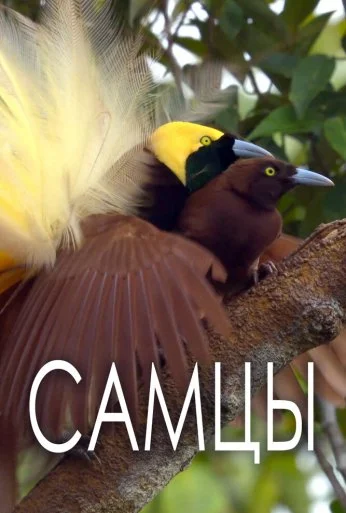Самцы (2019) онлайн бесплатно